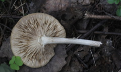 Melanoleuca strictipes