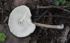 Melanoleuca strictipes