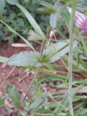 Silene diversifolia image