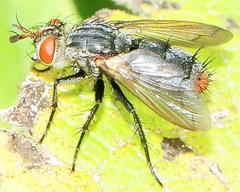 Copecrypta ruficauda