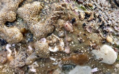 Baseodiscus delineatus