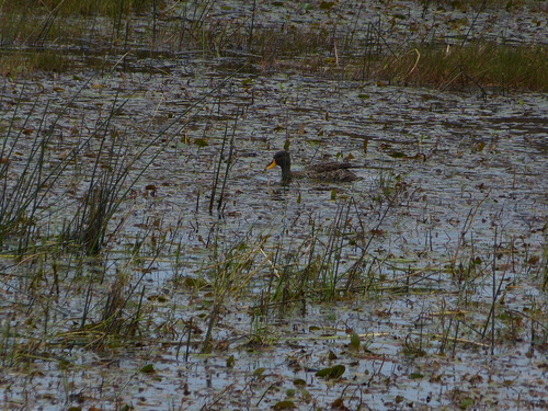 iNaturalist: (c) Lara, some rights reserved (CC BY-NC), uploaded by Lara iNaturalist image