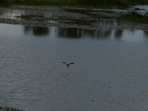 iNaturalist: (c) Lara, some rights reserved (CC BY-NC), uploaded by Lara iNaturalist image