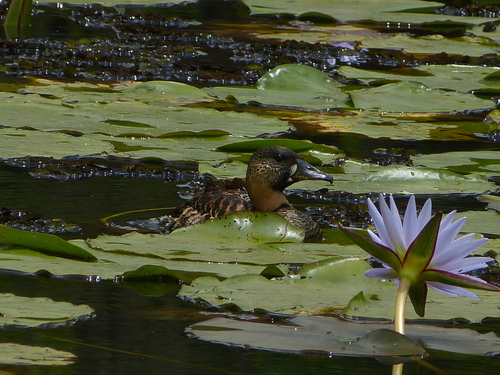 iNaturalist image