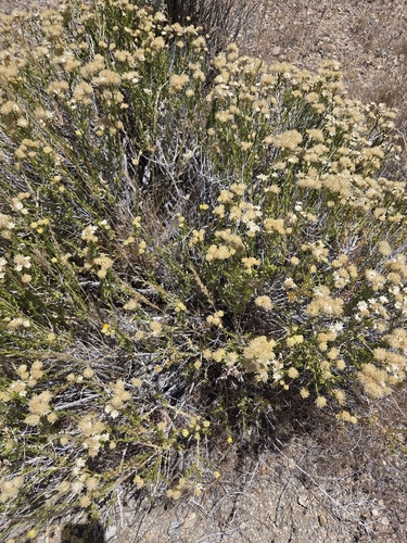 Acamptopappus sphaerocephalus
