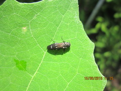 Agrilus ater
