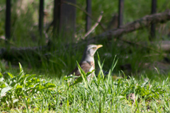 Turdus pilaris