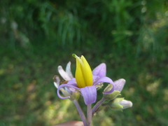 Solanum palinacanthum