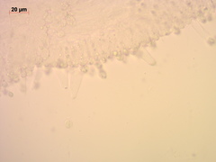 Melanoleuca strictipes