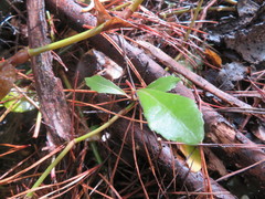 Hedycarya arborea