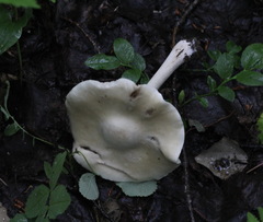 Melanoleuca strictipes