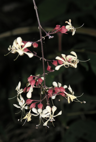 Clerodendrum schmidtii