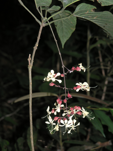 Clerodendrum schmidtii