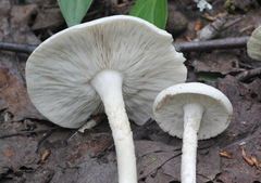 Melanoleuca strictipes