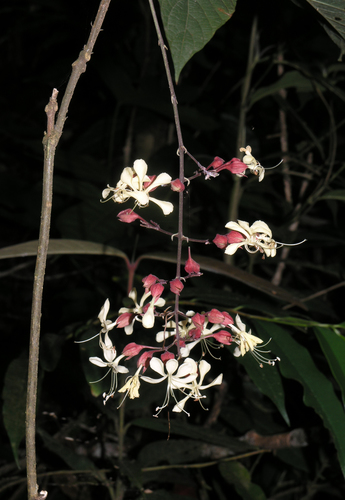 Clerodendrum schmidtii