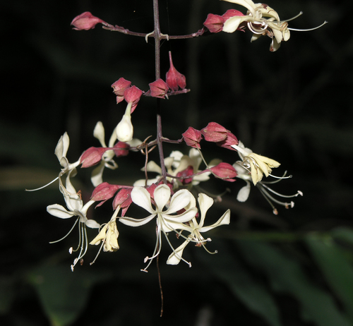 Clerodendrum schmidtii C.B.Clarke