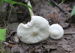 Melanoleuca strictipes