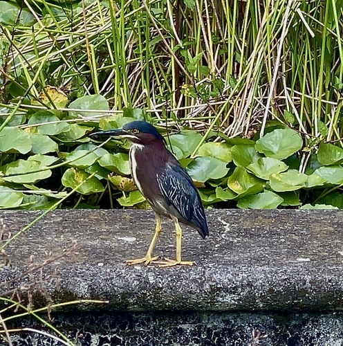 Green Heron