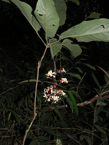 Clerodendrum schmidtii