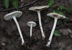 Melanoleuca strictipes