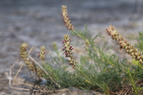 Dalea reverchonii, photograph 4