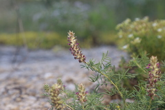 Dalea reverchonii, photograph (c) Reid Hardin, some rights reserved (CC BY)