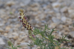 Dalea reverchonii, photograph (c) Reid Hardin, some rights reserved (CC BY)