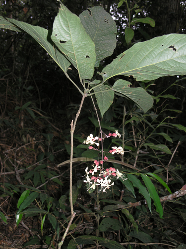 Clerodendrum schmidtii