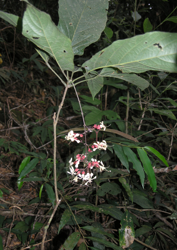 Clerodendrum schmidtii
