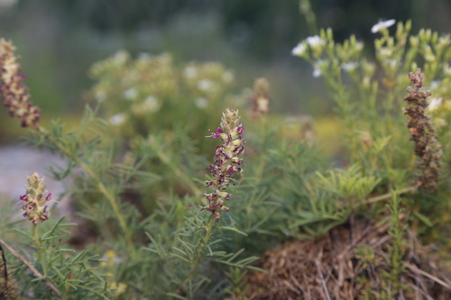 Dalea reverchonii, photograph 6