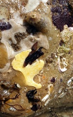 Amblychilepas nigrita