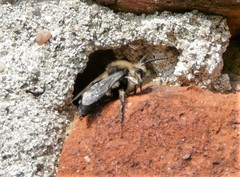 Melecta albifrons