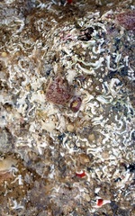 Botryllus schlosseri