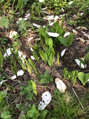 Convallaria