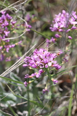 Phoenicaulis cheiranthoides