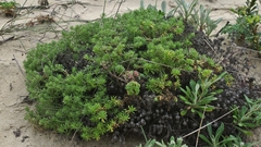 Helichrysum asperum comosum