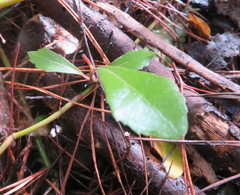 Hedycarya arborea