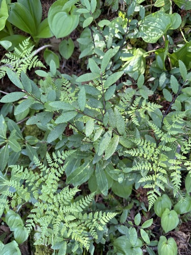 Ilex rugosa iNat (3)