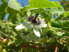 Passiflora morifolia