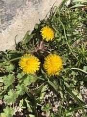 Taraxacum officinale