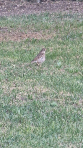 Song Thrush