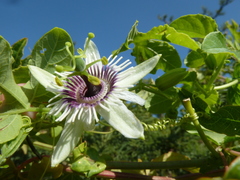Passiflora morifolia