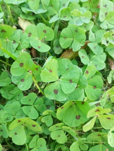 Spotted medick