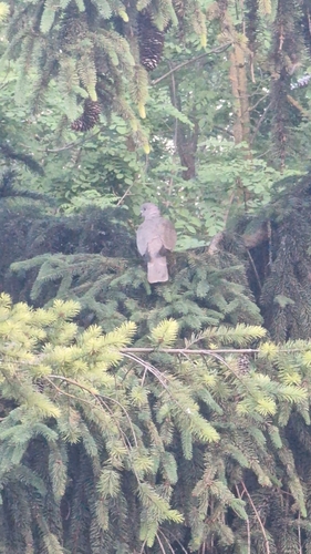 Eurasian Collared-Dove