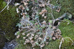 Trifolium stellatum
