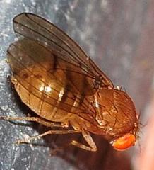 Drosophila tripunctata