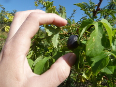 Passiflora morifolia
