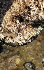 Baseodiscus delineatus