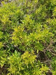 Traversia baccharoides