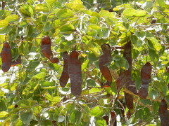 Piliostigma reticulatum